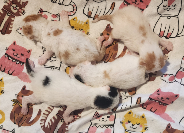 Milo x Mrs Beasley kittens